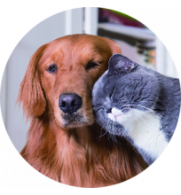 PETS